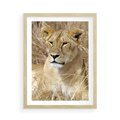 Plakat w ramie 50x70 - Potęga lwów w Afryce - lew, lwica - rama drewno