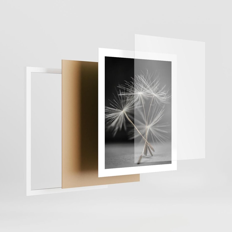 Plakat w ramie 40x50 - Delikatność dmuchawców zbliżenie - dmuchawce, zbliżenie - rama biała