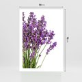 Plakat bez ramy 50x70 - Pola lawendy w pełnym rozkwicie - lawenda, kwiaty