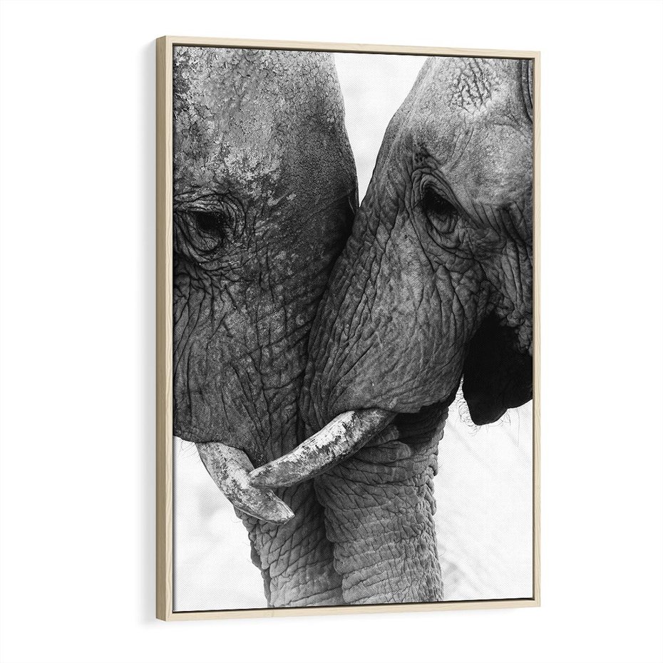 Obraz w ramie 80x120 - Spotkanie Mądrości - fotografia czarno biała, dwa słonie - rama drewno