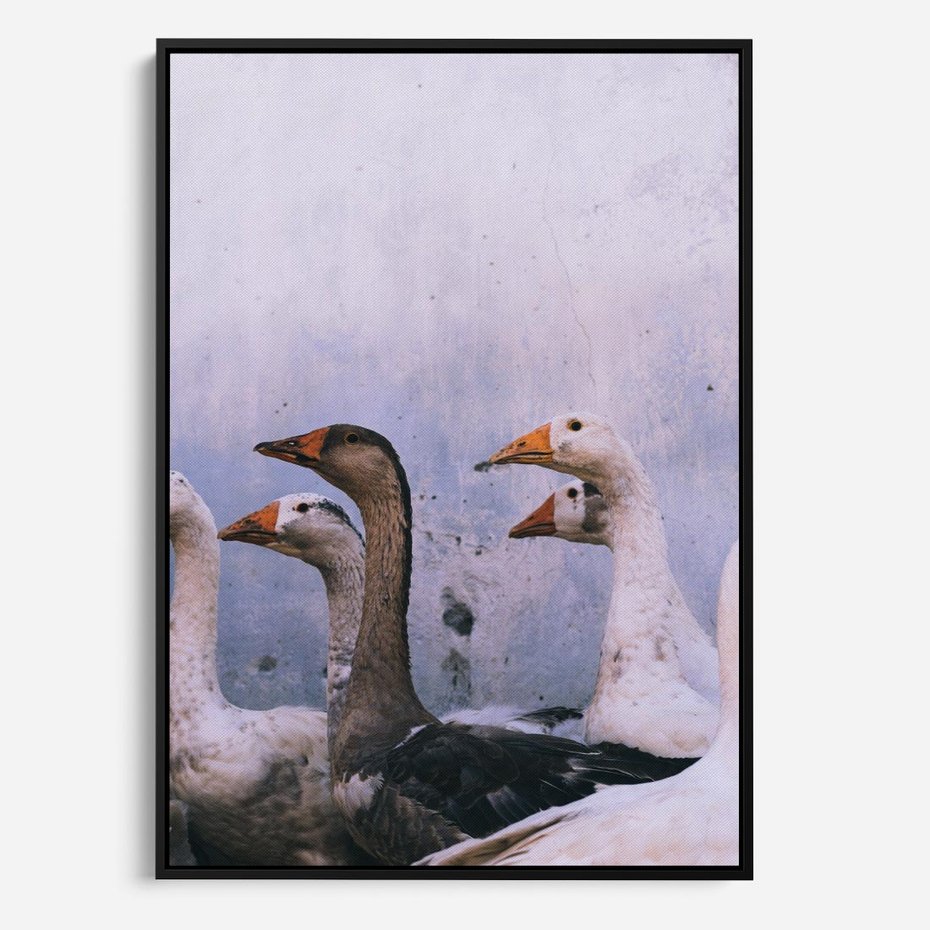 Obraz w ramie 70x100 - Spotkanie Wśród Piór - uchwycony moment, fotografia - rama czarna