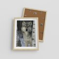 Plakat w ramie 30x40 - Wilk w Zimowym Lesie - wilk, las - rama drewno