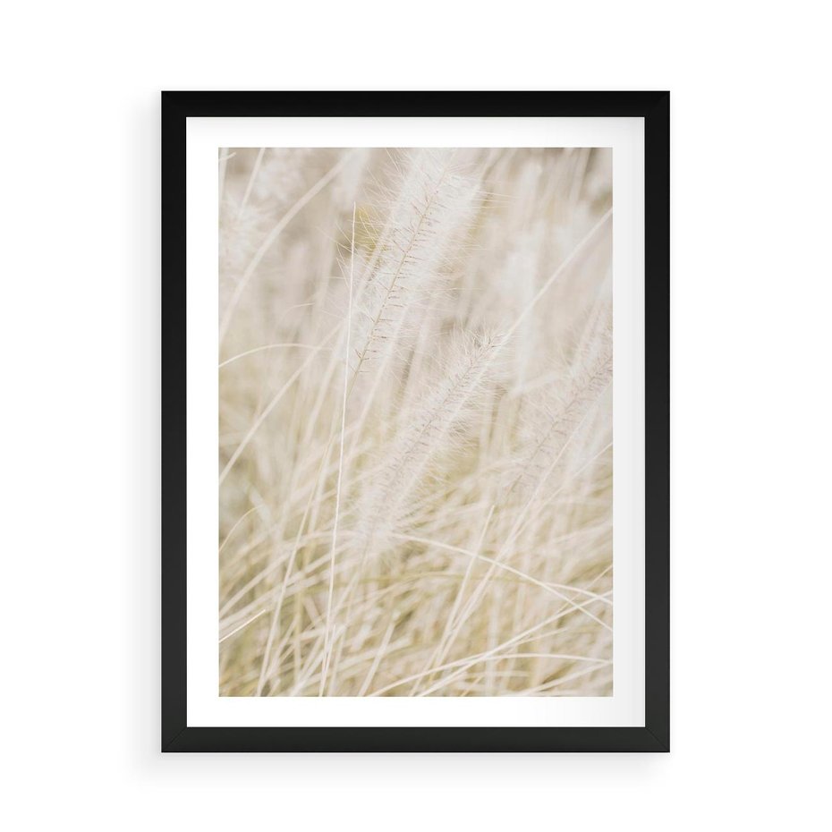 Plakat w ramie 50x70 - Białe Trawy Pampas - suche trawy, białe trawy - rama czarna