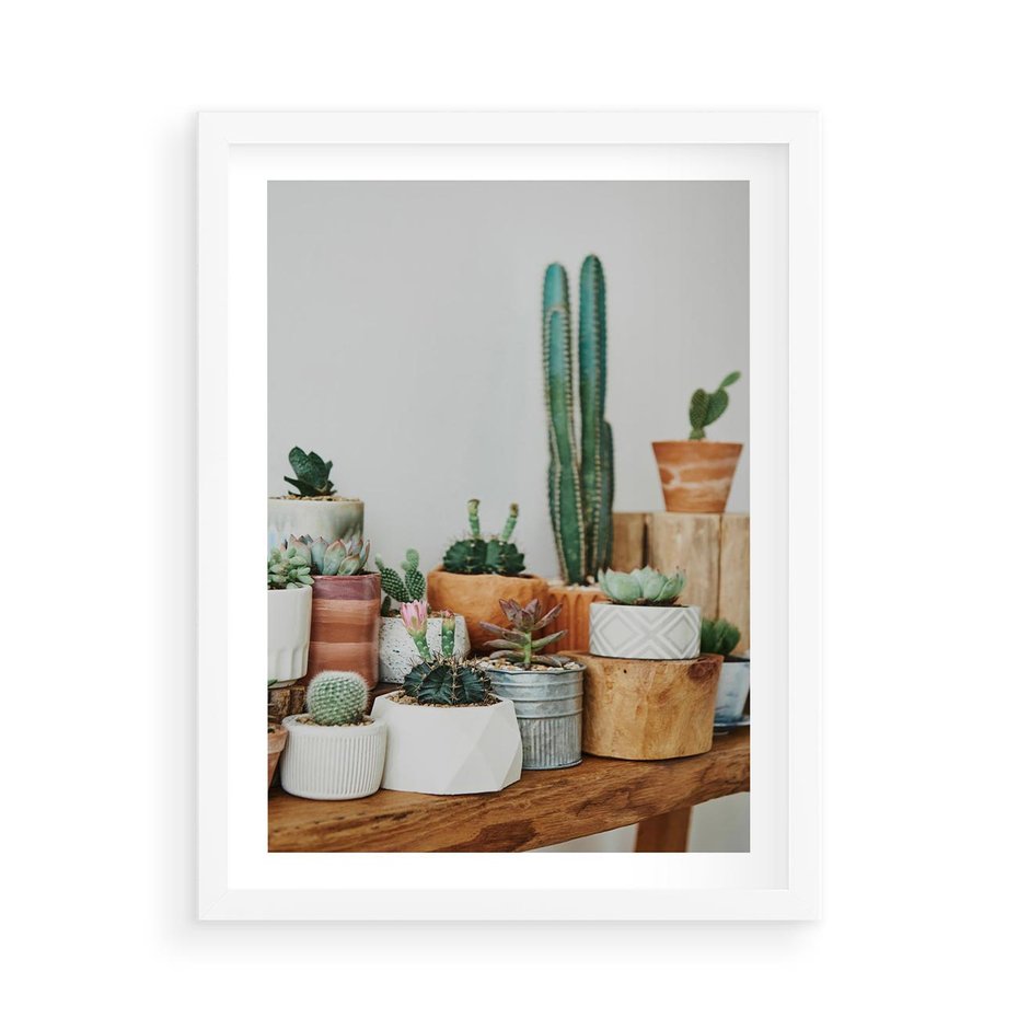 Plakat w ramie 50x70 - Kaktusowa Galeria w Doniczkach - kaktusy w doniczkach, fotografia - rama biała