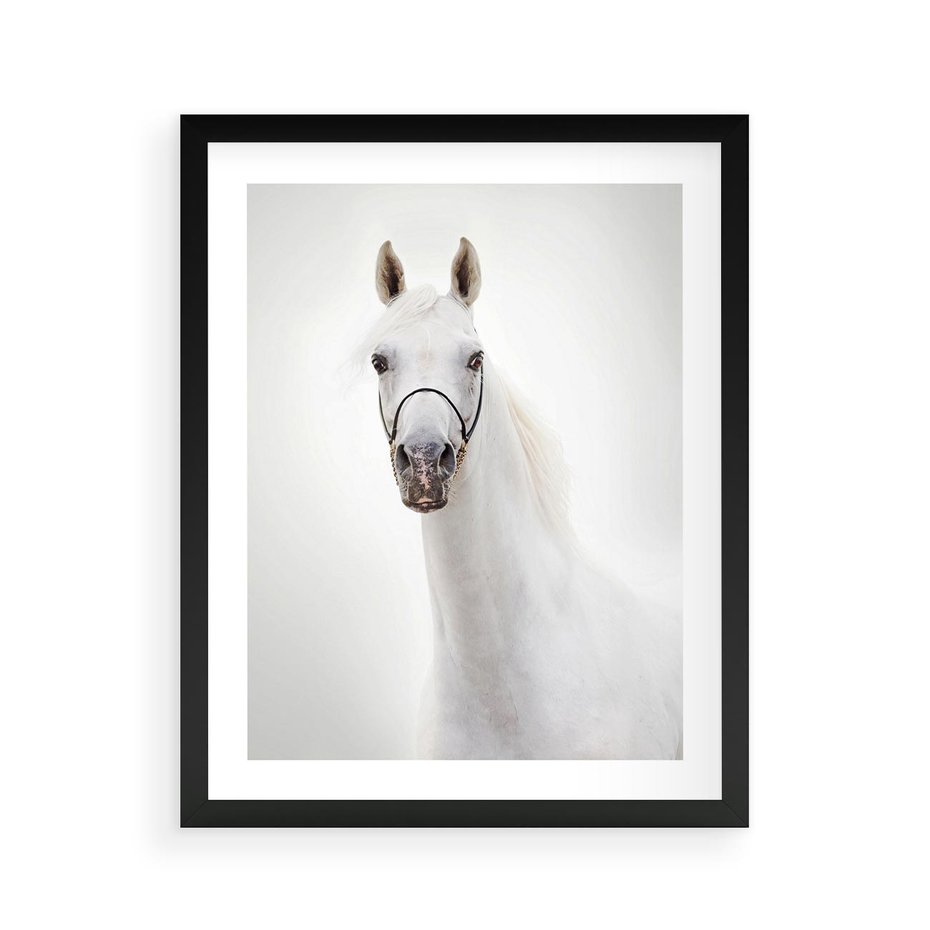 Plakat w ramie 40x50 - Elegancja białego konia - biały, koń - rama czarna