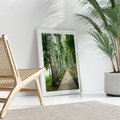 Plakat bez ramy 30x40 - Spacer ścieżką przez brzozowy las - las, ścieżka