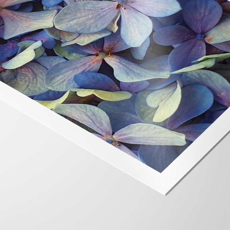 Plakat bez ramy 21x30 - Hortensja - delikatność kwiatów - hortensja, kwiaty