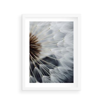 Plakat w ramie 50x70 - Dmuchawce w Naturze - dmuchawiec, zbliżenie - rama biała