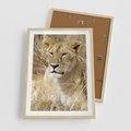 Plakat w ramie 50x70 - Potęga lwów w Afryce - lew, lwica - rama drewno