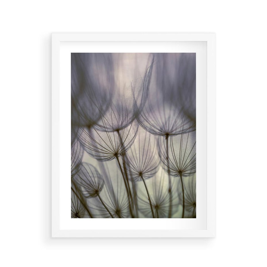Plakat w ramie 40x50 - Makro dmuchawiec - piękno drobnych detali - dmuchawce, makro - rama biała