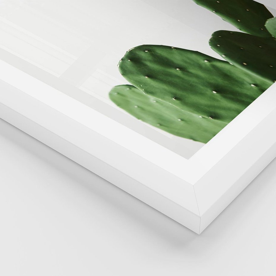 Plakat w ramie 40x50 - Minimalizm Natury - kaktus, zbliżenie - rama biała