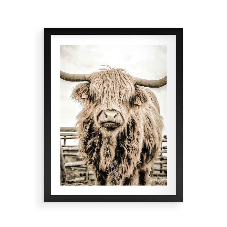 Plakat w ramie 40x50 - Klimat Wiejskiego Życia - amerykańska krowa, byk - rama czarna