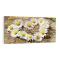 Obraz na płótnie 140x70 - Stokrotki w naturalnym otoczeniu - stokrotki, natura