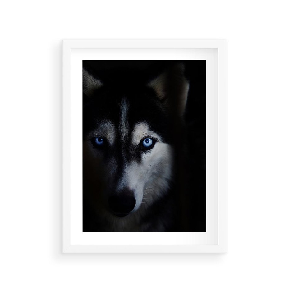 Plakat w ramie 30x40 - Wilk i husky: siła przyjaźni - wilk, husky - rama biała