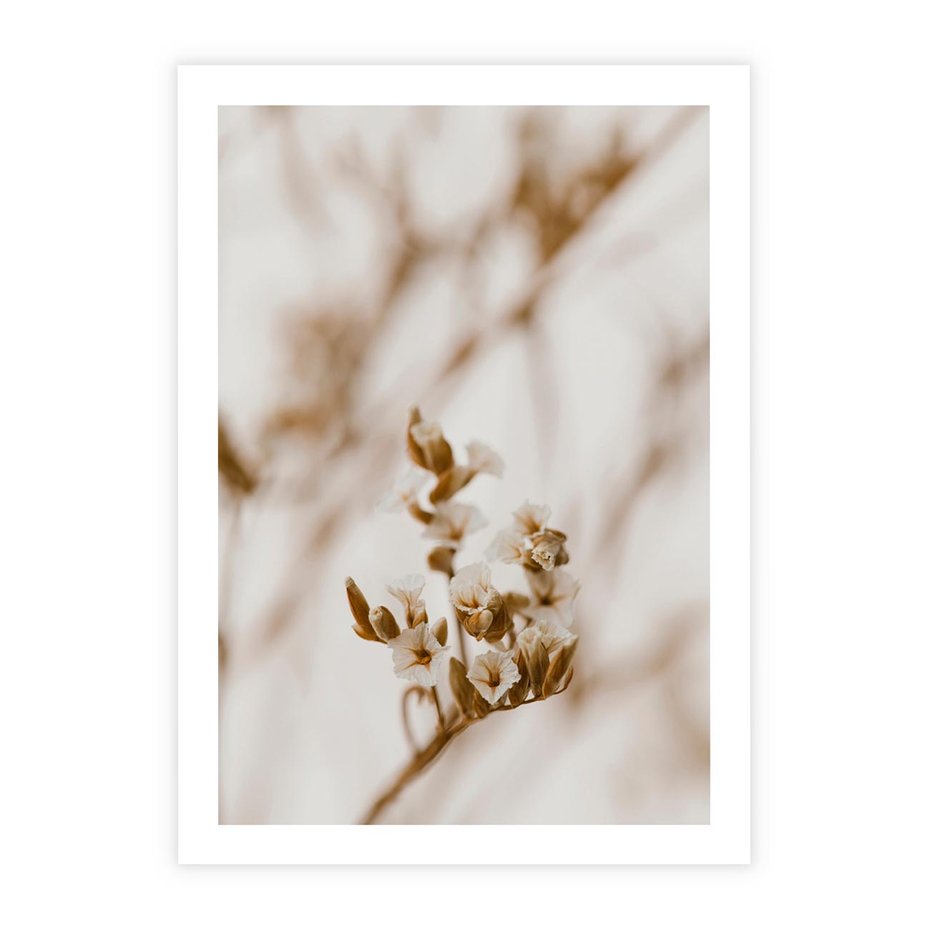 Plakat bez ramy 40x50 - Kwiatowa suchość - kwiaty, susz