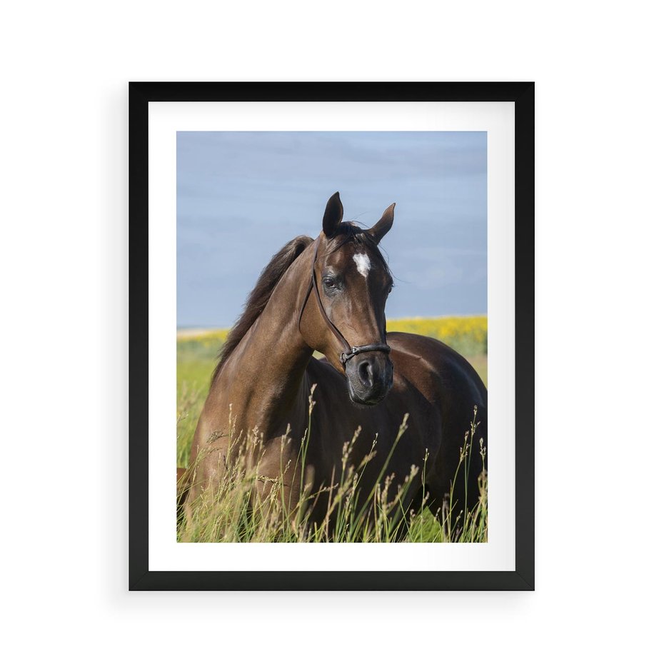 Plakat w ramie 40x50 - Siła i piękno natury - koń, łąka - rama czarna
