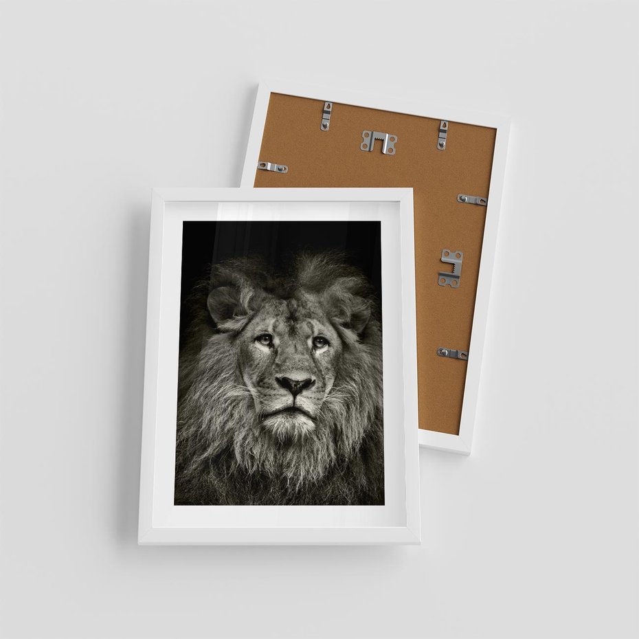 Plakat w ramie 30x40 - Moc lewego spojrzenia - lew, czarno - rama biała