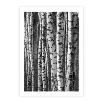 Plakat bez ramy 40x50 - Kontrast Monochromatyczny - brzozy, czarno