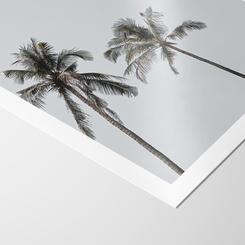 Plakat bez ramy 50x70 - Tropikalny Raj: Palmy i Niebo - palmy, niebo