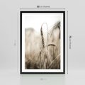 Plakat w ramie 50x70 - Kłosy Pszenicy w Sepii - zboże, kłos pszenicy - rama czarna
