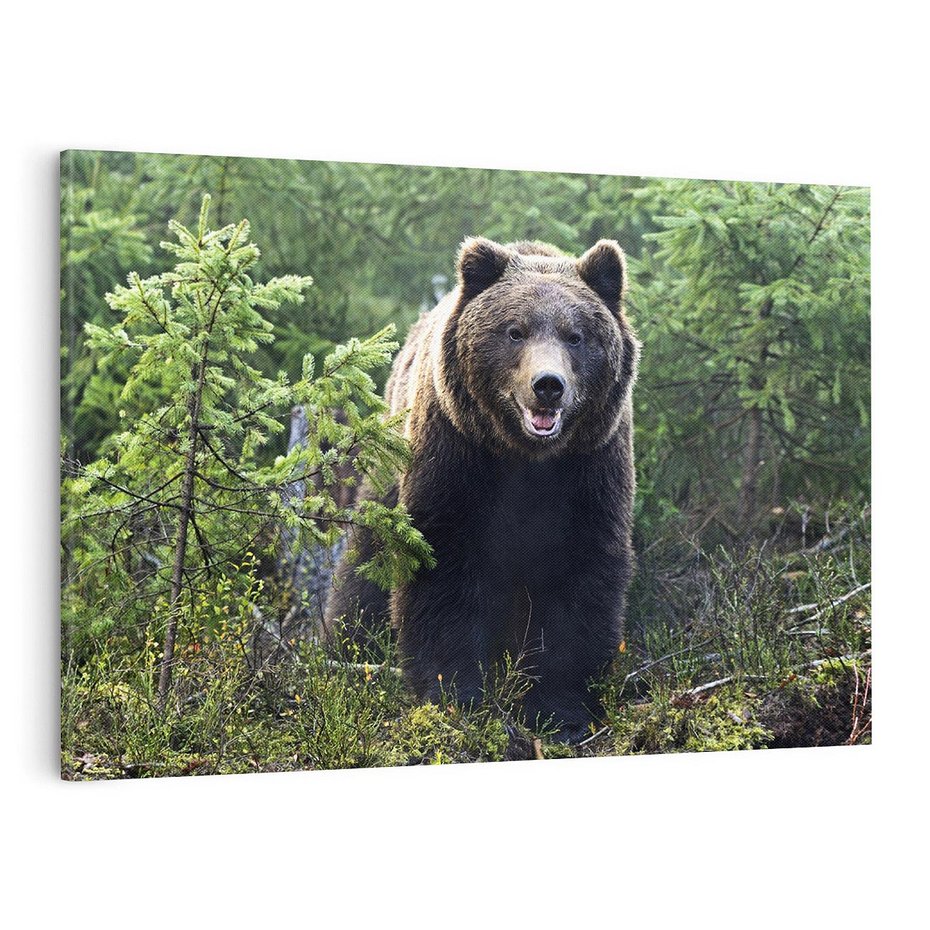 Obraz na płótnie 100x70 - Spotkanie z Niedźwiedziem w Lesie - niedźwiedź, las