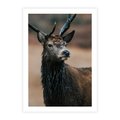 Plakat bez ramy 30x40 - Spokojny jeleń - jeleń, las