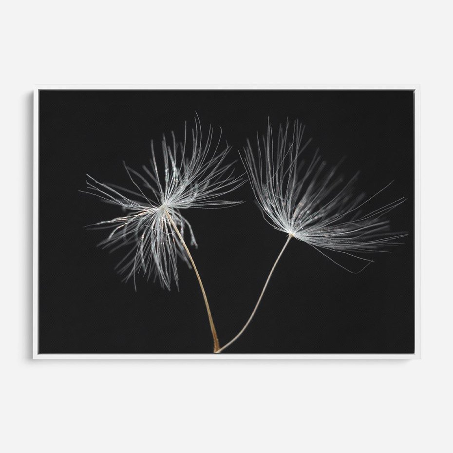 Obraz w ramie 70x50 - Delikatność Wiatru - dmuchawce, makro - rama biała