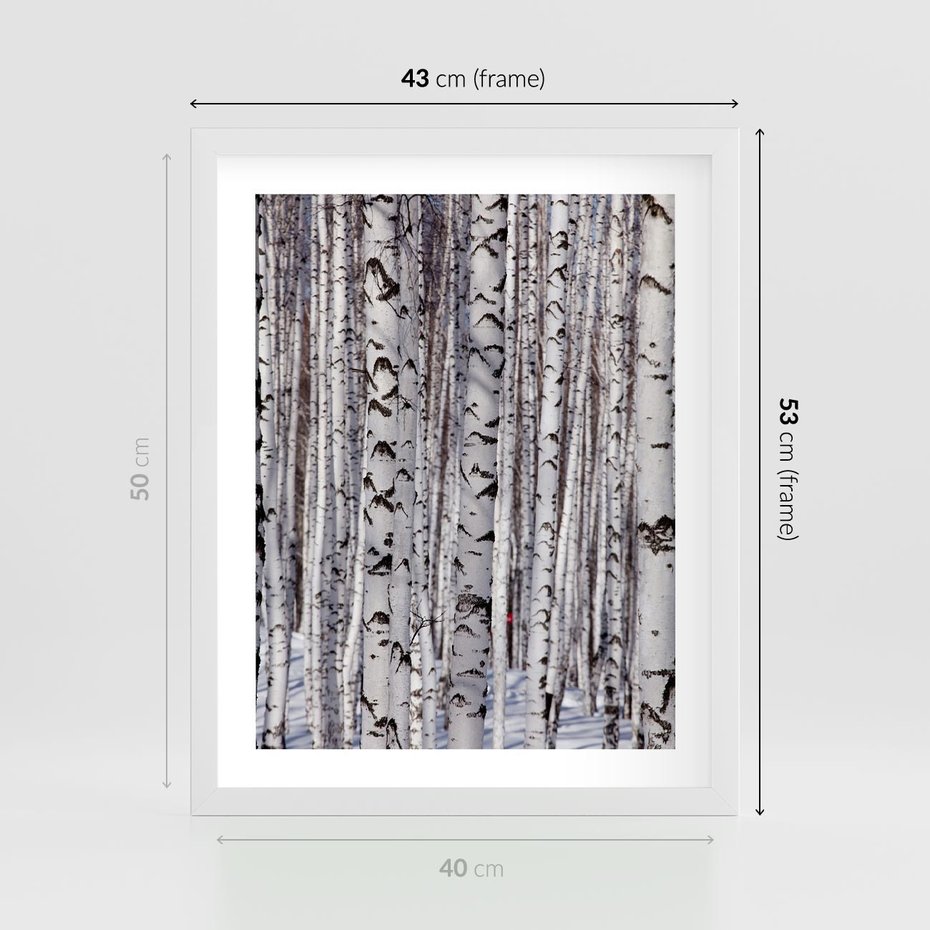 Plakat w ramie 40x50 - Lśniące Brzozy - brzozy, las - rama biała