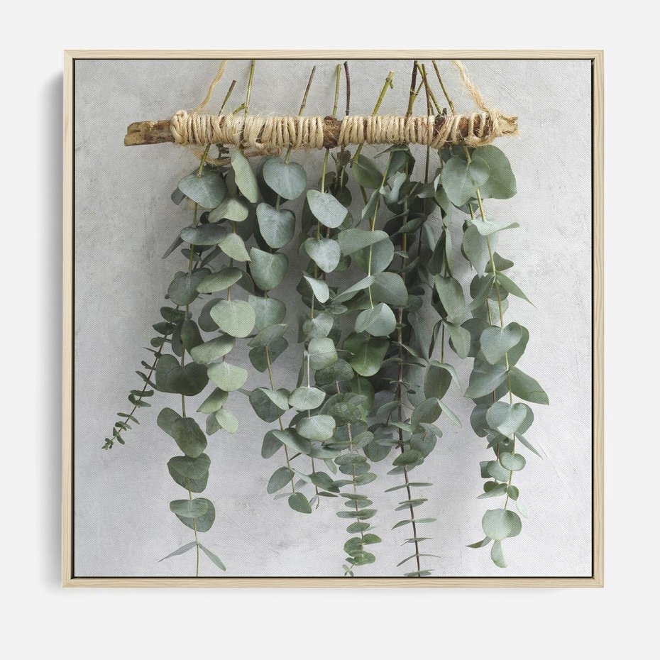 Obraz w ramie 80x80 - Uwodzicielska zieleń eukaliptusa - eukaliptus, zielone - rama drewno