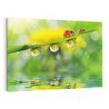 Obraz na płótnie 100x70 - Deszczowa Biedronka - biedronka, deszcz