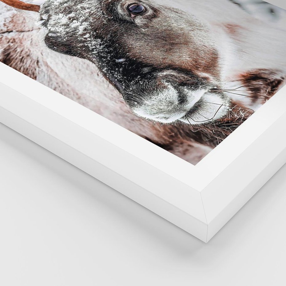 Plakat w ramie 40x50 - Renifer w Zimowej Krainie - renifer, zima - rama biała