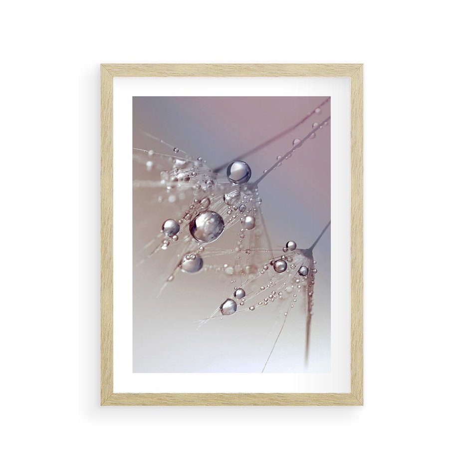 Plakat w ramie 30x40 - Delikatne Natchnienie - krople, dmuchawce - rama drewno