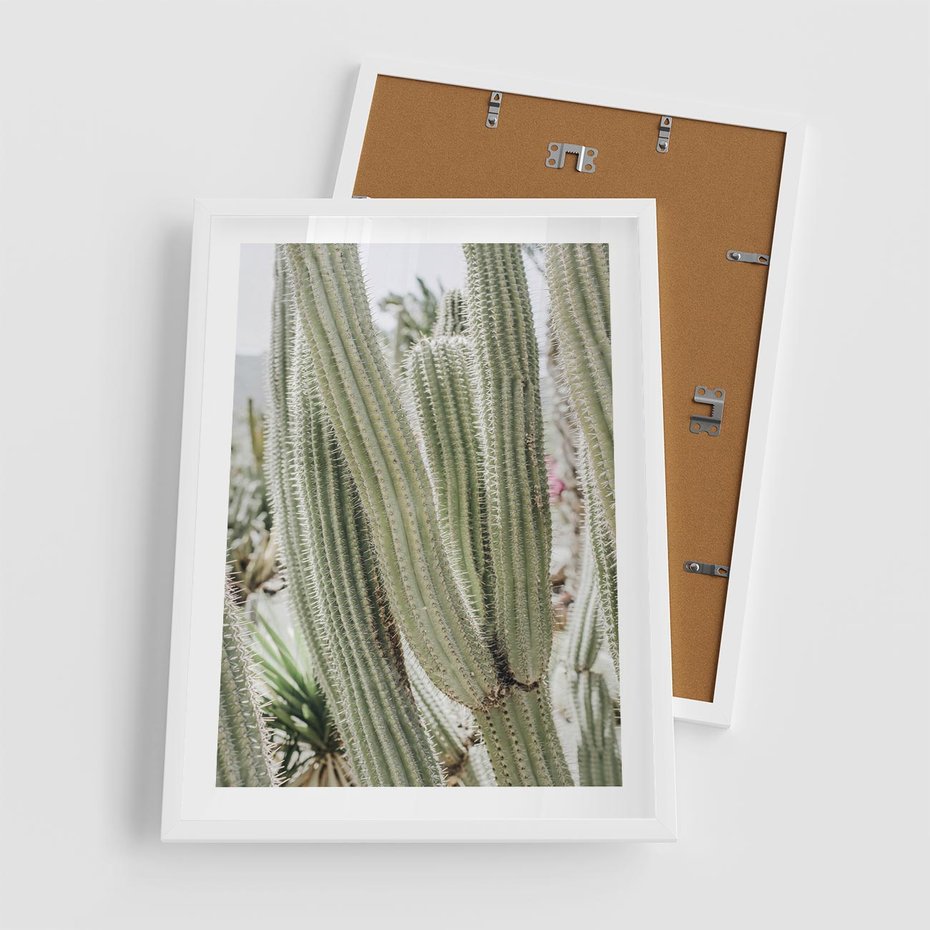 Plakat w ramie 50x70 - Duże Kaktusy w Pejzażu - kaktus, duże kaktusy na pustyni - rama biała