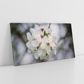 Obraz na płótnie 100x50 - Kwiatowa harmonia w tonacji pastelowej - kwiat, kwiaty