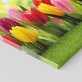 Obraz na płótnie 60x60 - delikatność kwiatowego świata - tulipany, kwiaty