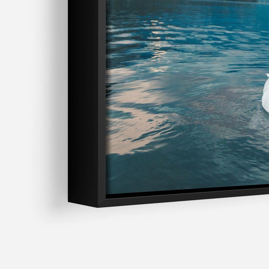 Obraz w ramie 50x50 - Łabędzi Śpiew - fotografia, plakat - rama czarna