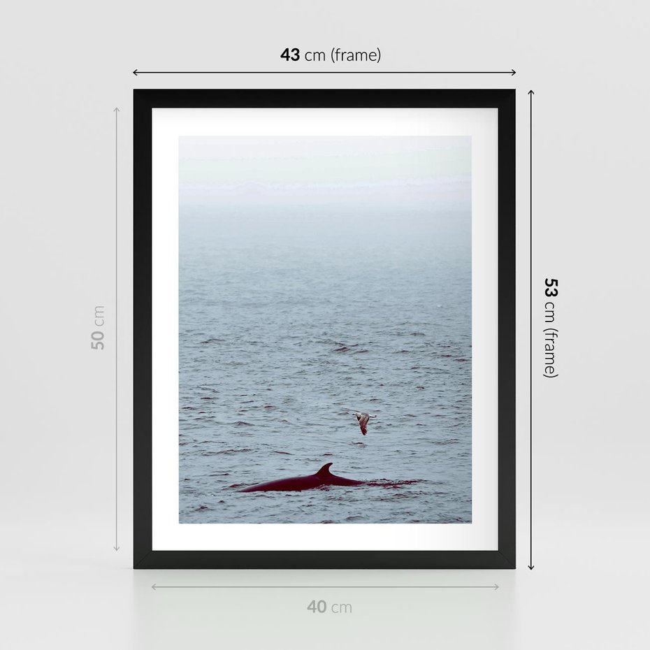 Plakat w ramie 40x50 - Spotkanie z Orką - morze, ocean - rama czarna