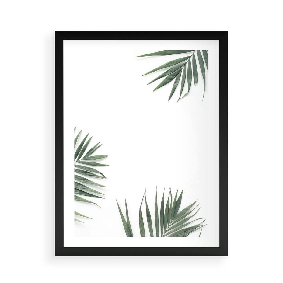 Plakat w ramie 50x70 - Liście Palmy na Czystym Tle - liście palmy, białe tło - rama czarna