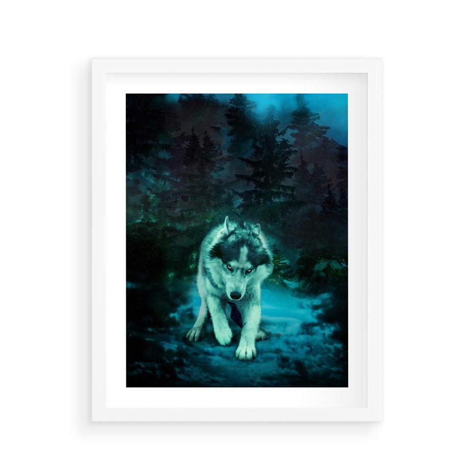 Plakat w ramie 40x50 - Siła i wdzięk natury - wilk, husky - rama biała