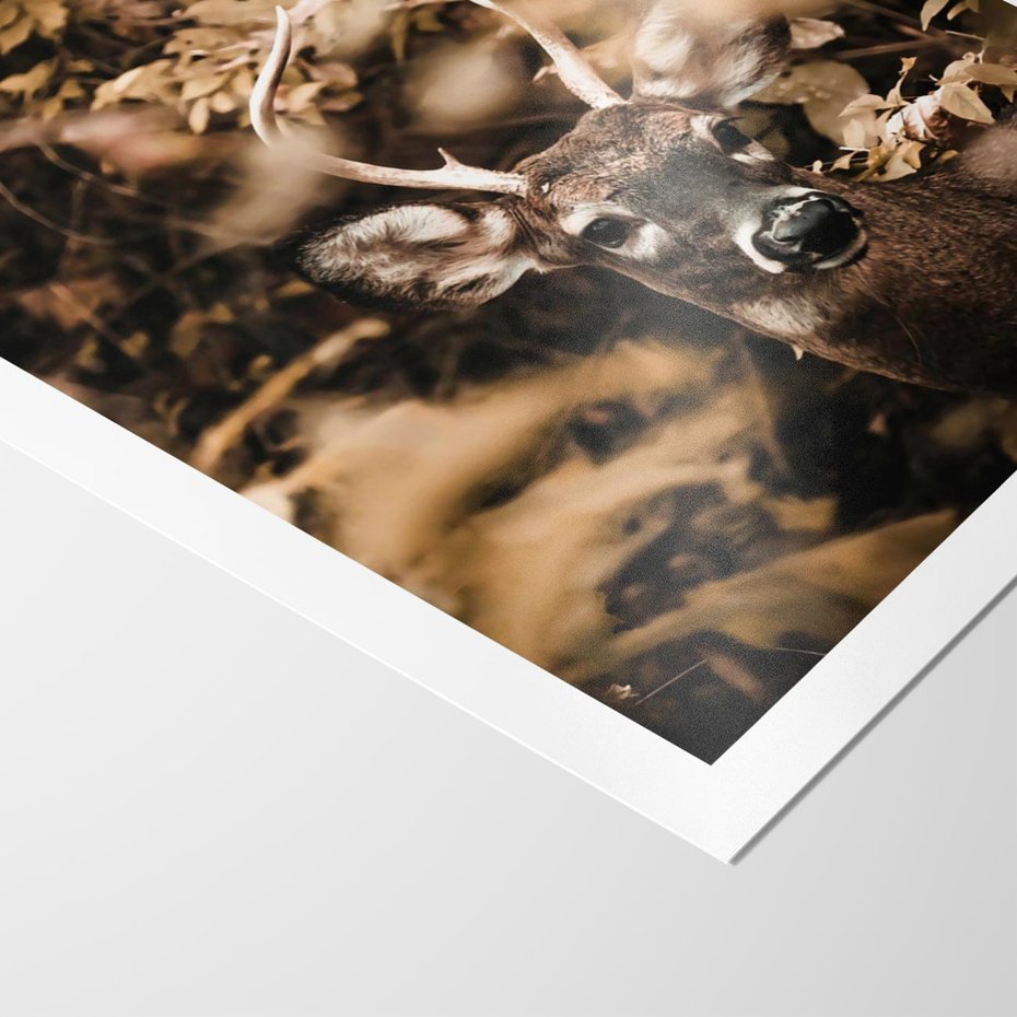 Plakat bez ramy 21x30 - Jesienny Jeleń w Lesie - jeleń, w lesie