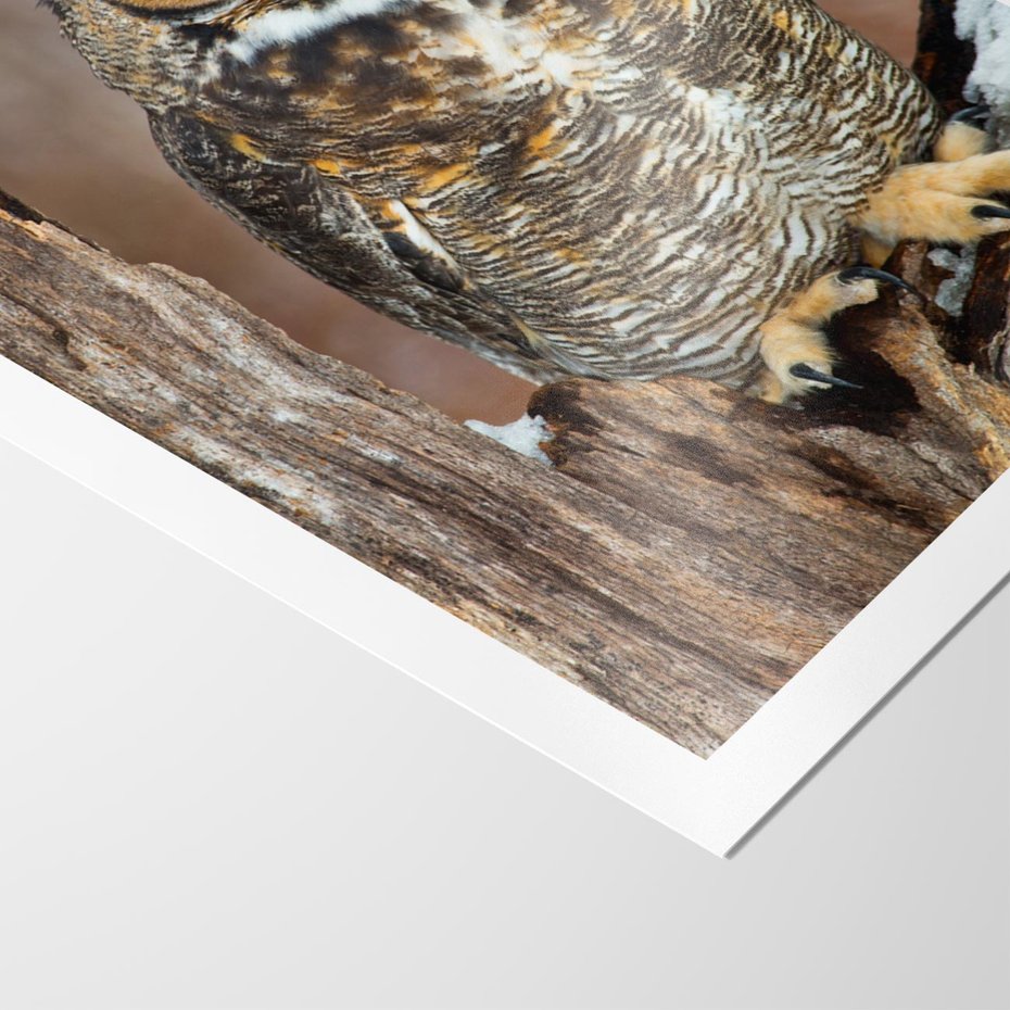 Plakat bez ramy 21x30 - Tajemniczy Stróż - sowa, las