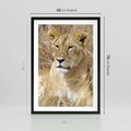 Plakat w ramie 50x70 - Potęga lwów w Afryce - lew, lwica - rama czarna