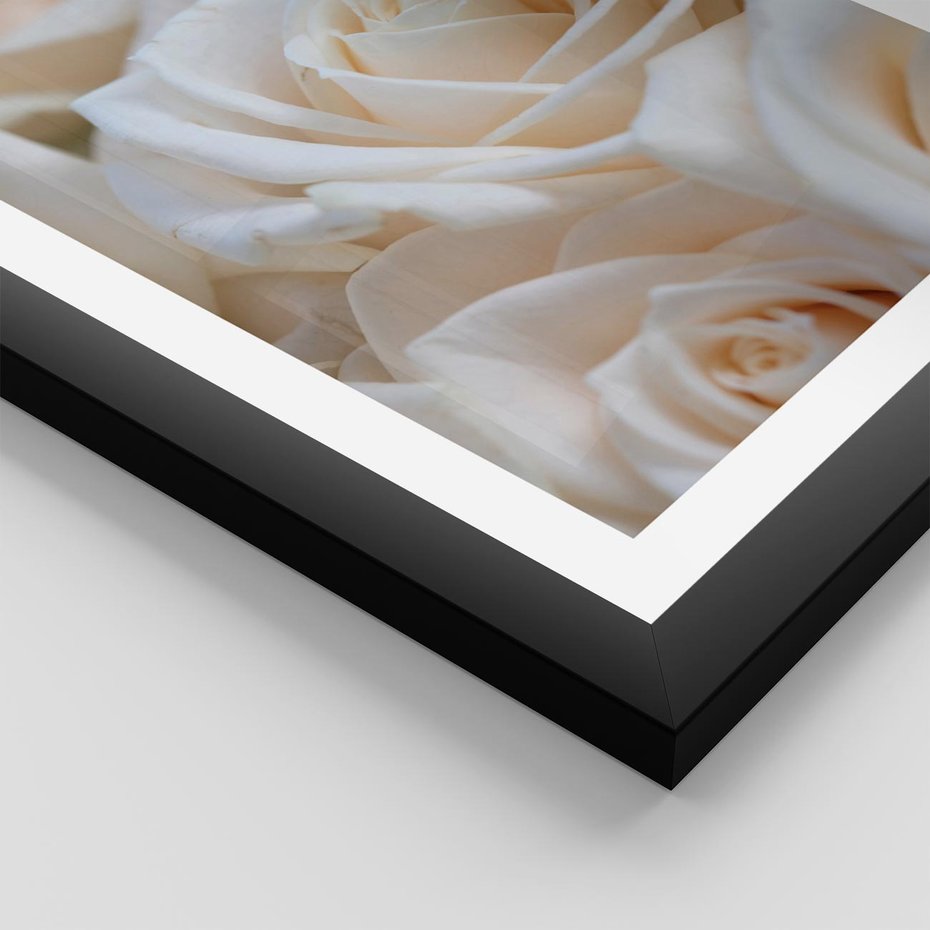 Plakat w ramie 30x40 - Białe róże piękności - białe, róże - rama czarna