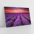 Obraz na płótnie 70x50 - Lawenda: polne zauroczenie - lawenda, kwiaty