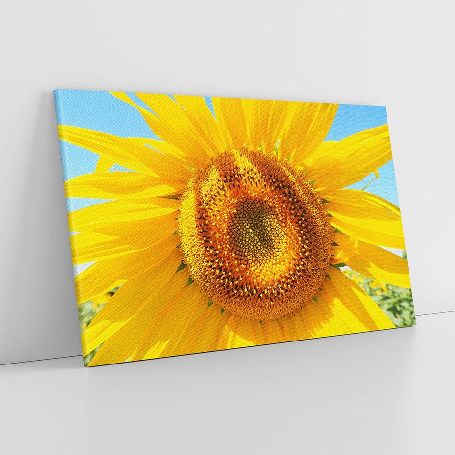 Obraz na płótnie 100x70 - Słoneczniki w naturalnym otoczeniu - słonecznik, natura