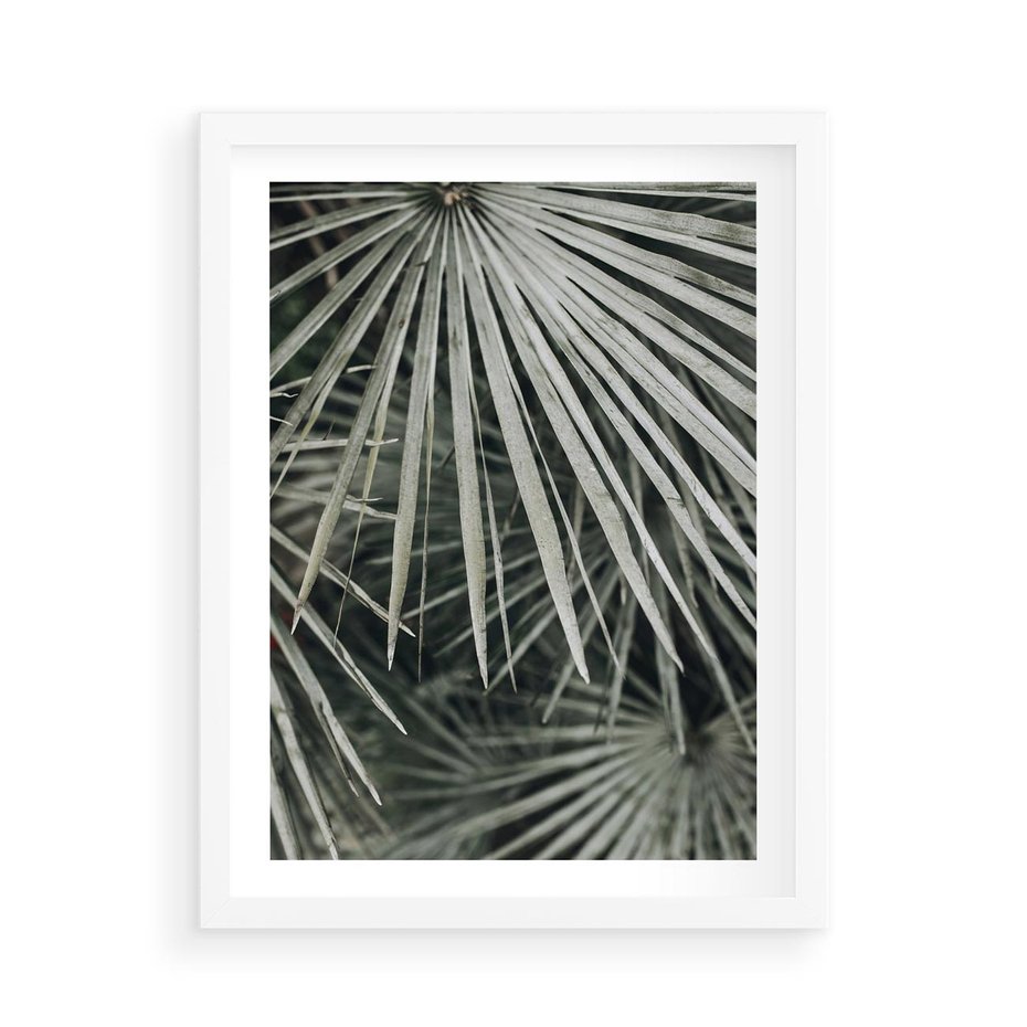 Plakat w ramie 50x70 - Ujęcie Tropikalnej Natury - palmy, liście palmy - rama biała