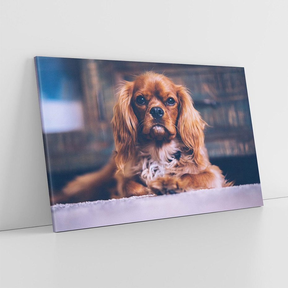 Obraz na płótnie 120x80 - Spacer z pieskiem - pies, piesek