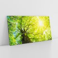 Obraz na płótnie 120x60 - Drzewo pod Słońcem: Łączność z Naturą - drzewo, słońce
