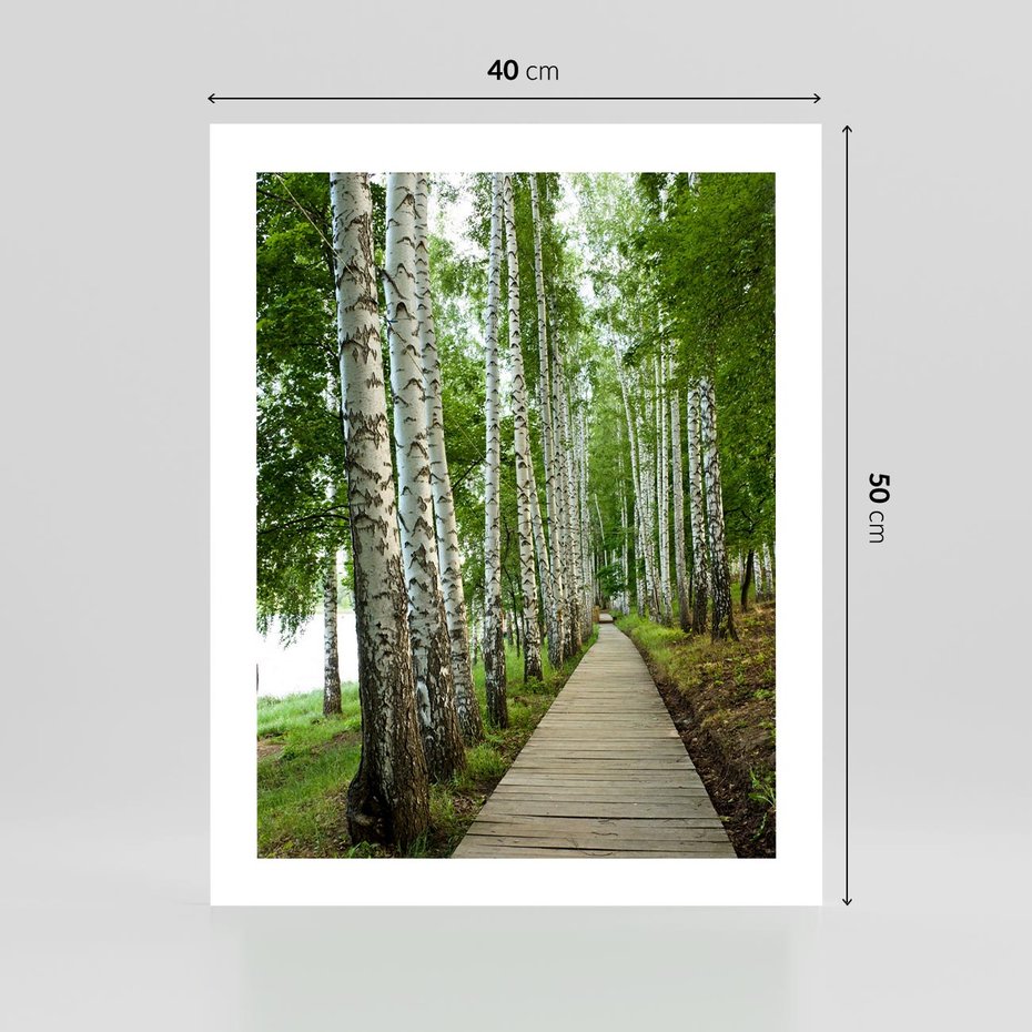 Plakat bez ramy 40x50 - Spacer ścieżką przez brzozowy las - las, ścieżka