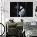 Obraz na płótnie 120x80 - Wilk i husky: siła przyjaźni - wilk, husky